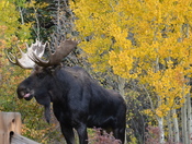 Arapahoe National Forest