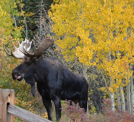 Arapahoe National Forest