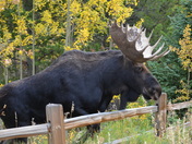 Arapahoe National Forest
