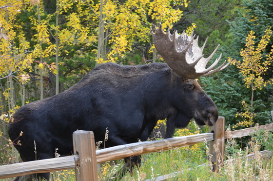 Arapahoe National Forest