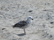 Assateague national seashore