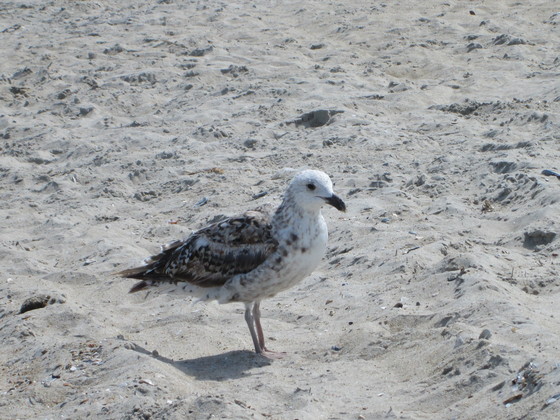 Assateague national seashore