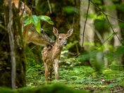 The Great Smoky Mountains National Park