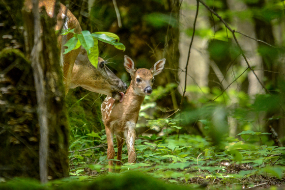 The Great Smoky Mountains National Park