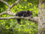 The Great Smoky Mountains National Park 