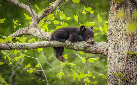 The Great Smoky Mountains National Park 
