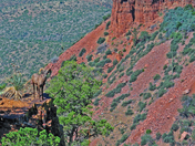 Tonto Forest