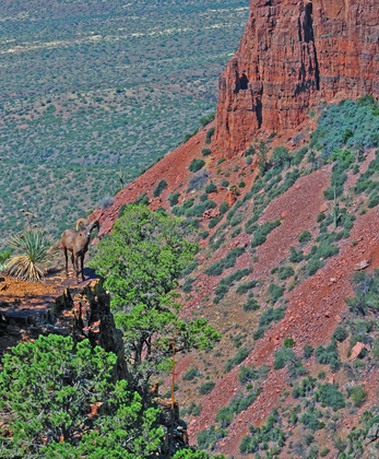 Tonto Forest