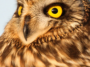 Ridgefield Wildlife Refuge