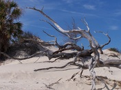 Cumberland Island