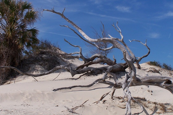 Cumberland Island