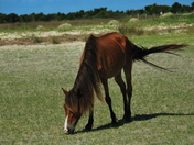 Cape Lookout National Seashore