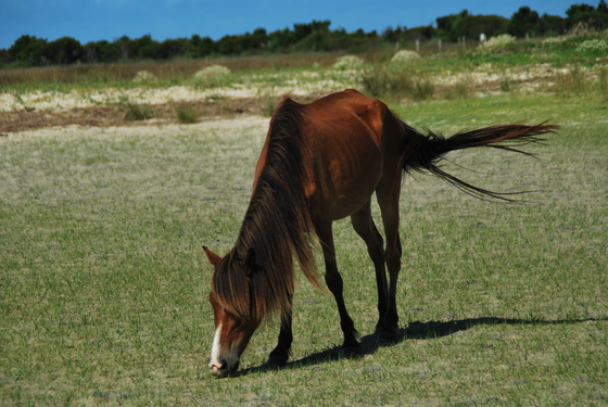 Cape Lookout National Seashore