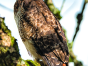Ridgefield National Wildlife Refuge