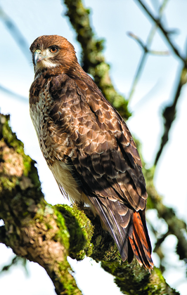 Ridgefield National Wildlife Refuge