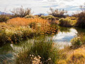 Ash Meadows National Wildlife Refuge