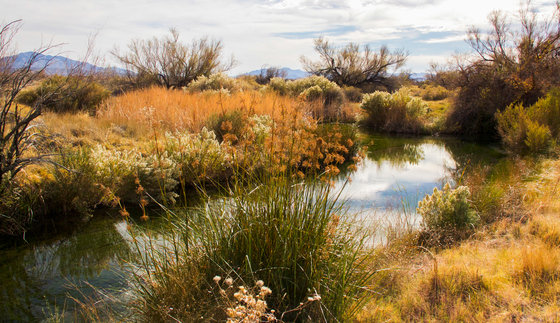 Ash Meadows National Wildlife Refuge