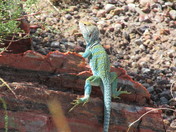 Petrified Forest National Park