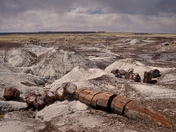 Petrified Forest National Park
