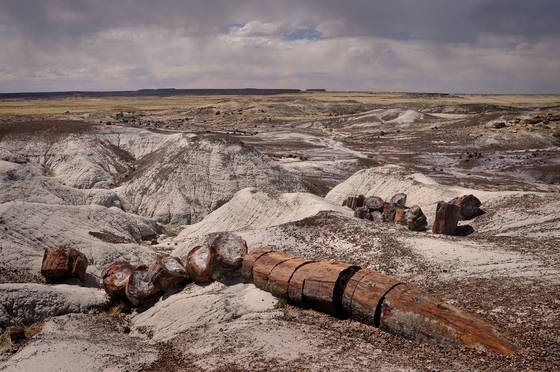 Petrified Forest National Park