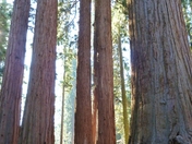 Sequoia National Park