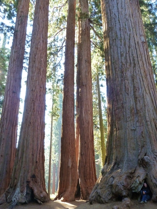 Sequoia National Park