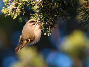 Edwin W. Forsythe National Wildlife Refuge
