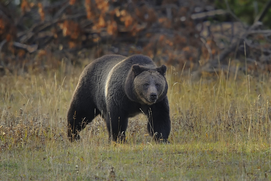 Yellowstone National Park