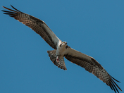 Edwin W. Forsythe National Wildlife Refuge - Oceanville, New Jersey