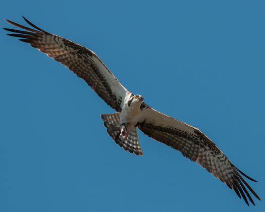 Edwin W. Forsythe National Wildlife Refuge - Oceanville, New Jersey