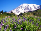 Mt Rainier National Park