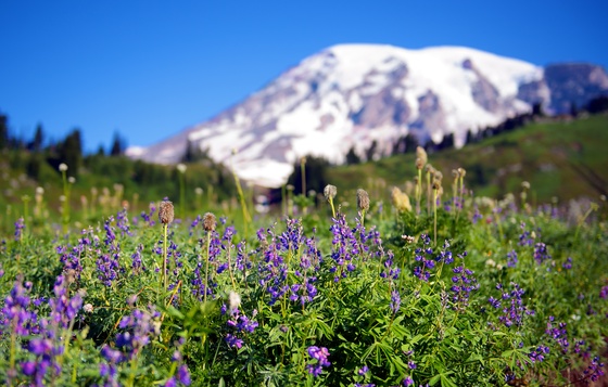 Mt Rainier National Park