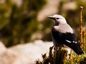Rocky Mountain National Park