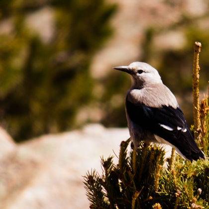 Rocky Mountain National Park