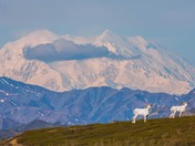 Denali National Park