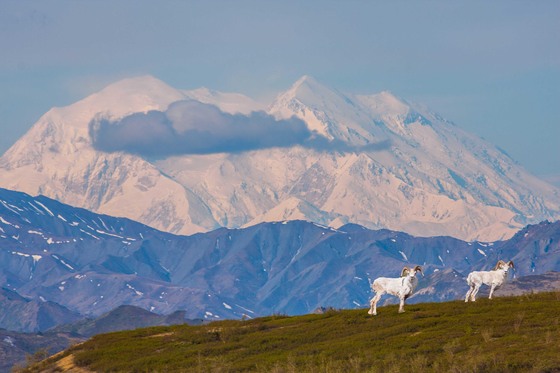 Denali National Park