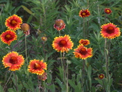 Blanket Flowers Gone Wild