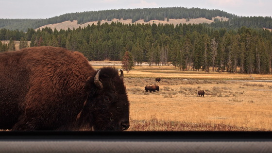 Yellowstone National Park 