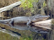 Okefenokee National Wildlife Refuge