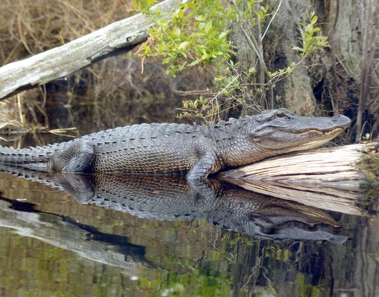 Okefenokee National Wildlife Refuge