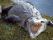 Okefenokee National Wildlife Refuge