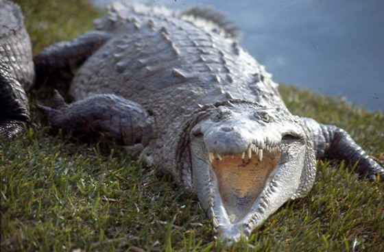 Okefenokee National Wildlife Refuge