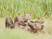 Katmai National Park