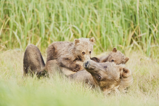 Katmai National Park