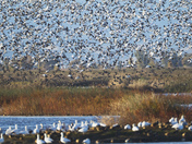 Sacramento Valley National Wildlife Refuge