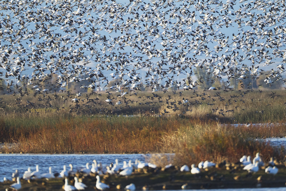 Sacramento Valley National Wildlife Refuge