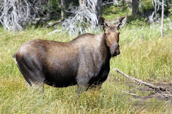 Glacier National Park