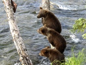 Katmai National Park