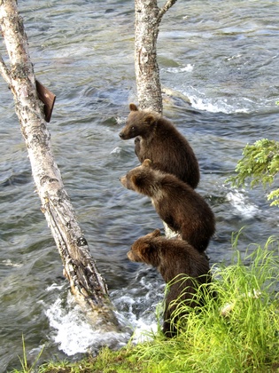 Katmai National Park