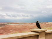 Petrified Forest National Park